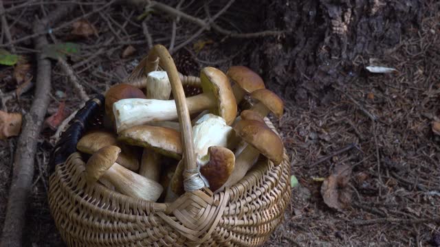 森林里装满牛肝菌的柳条篮子。秋天树林里的蘑菇篮子。没有人视频素材