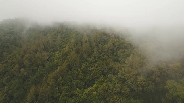 云中雨林，印度尼西亚巴厘岛视频素材