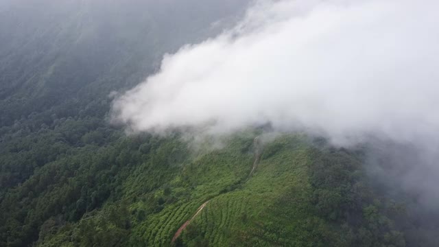 无人机鸟瞰图美丽的自然山脉与森林在早晨阴天。全景绿色森林与风吹雾海的雾通过山峰在泰国清迈视频素材