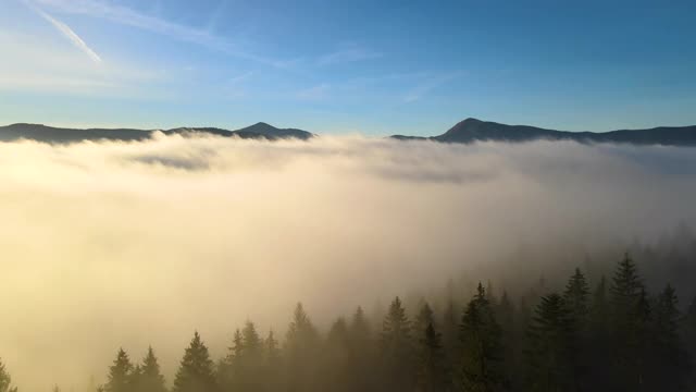 鸟瞰图雾蒙蒙的绿色松林与云杉树冠在秋天的山。视频素材