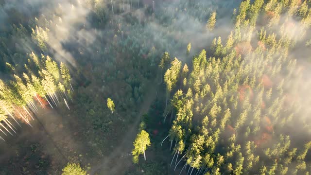 鸟瞰图的绿色松林与云杉树冠在秋天的山。视频素材