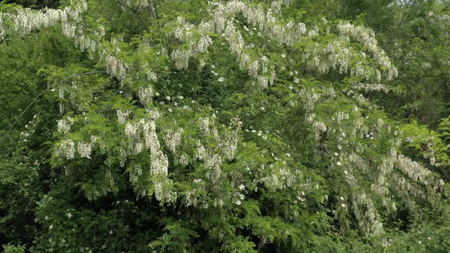 野生刺槐(Robinia pseudoacacia)树与花4K无人机拍摄视频素材