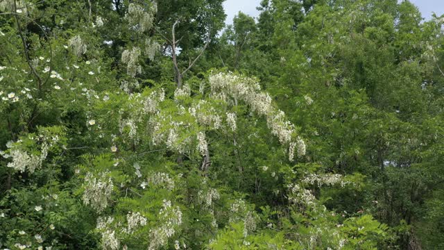 刺槐(Robinia pseudoacacia)树的枝条由春季开花4K航拍视频素材