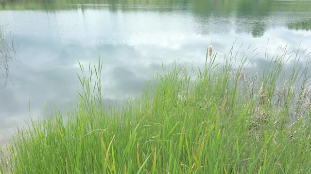 多云的天空在池塘和芦苇海岸4K航拍视频视频素材