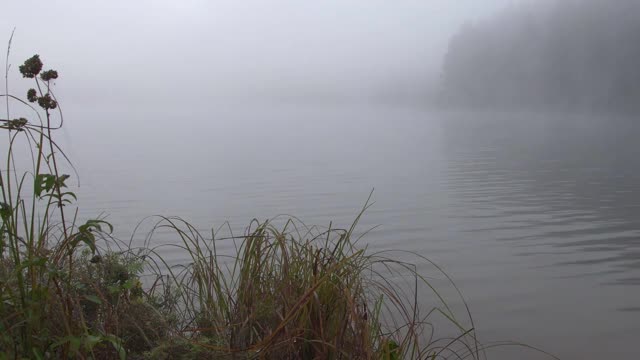 有雾的秋天早晨在河上。阴天湖岸草视频素材