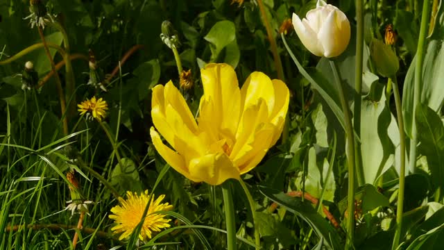 黄色郁金香花视频素材