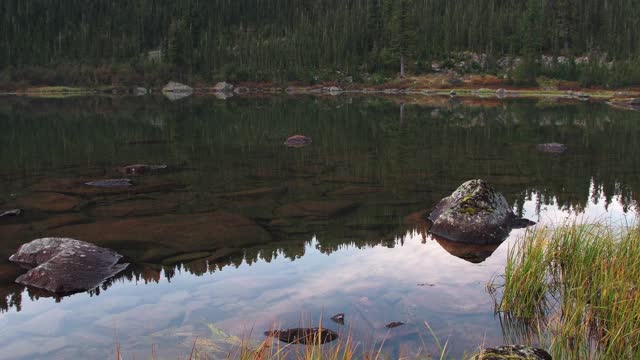 湖岸与树木和植物反射在干净的镜面水面视频素材