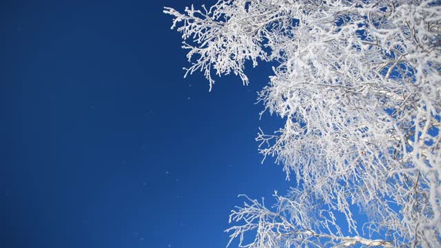 冬天森林里白雪覆盖的树木映衬着蓝天视频素材