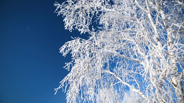 冬天森林里白雪覆盖的树木映衬着蓝天视频素材