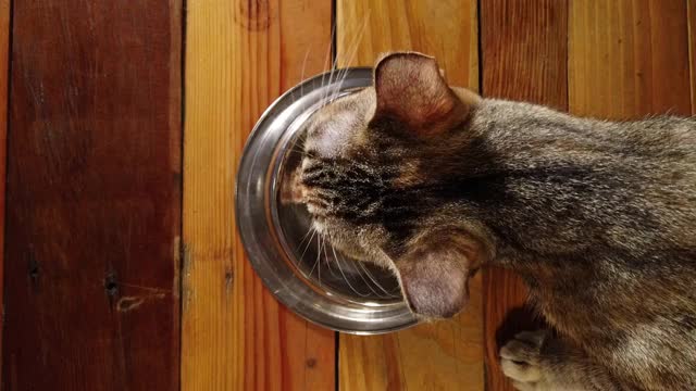 猫在木背景上的碗里吃金枪鱼视频素材