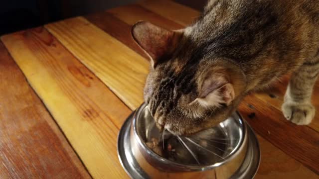 猫在木背景上的碗里吃金枪鱼视频素材