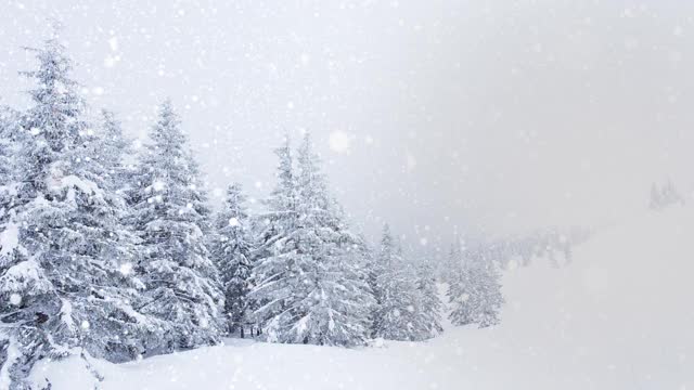 树枝上美丽的蓬松的雪。雪花从云杉树枝上美丽地飘落下来。冬天的童话，树在雪中囚禁。冬天下雪的录像视频素材