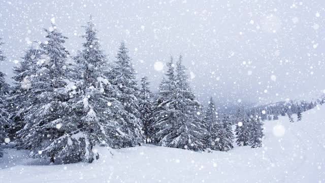 树枝上美丽的蓬松的雪。雪花从云杉树枝上美丽地飘落下来。冬天的童话，树在雪中囚禁。冬天下雪的录像视频素材