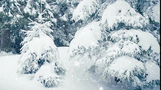 树枝上美丽的蓬松的雪。雪花从云杉树枝上美丽地飘落下来。冬天的童话，树在雪中囚禁。冬天下雪的录像视频素材