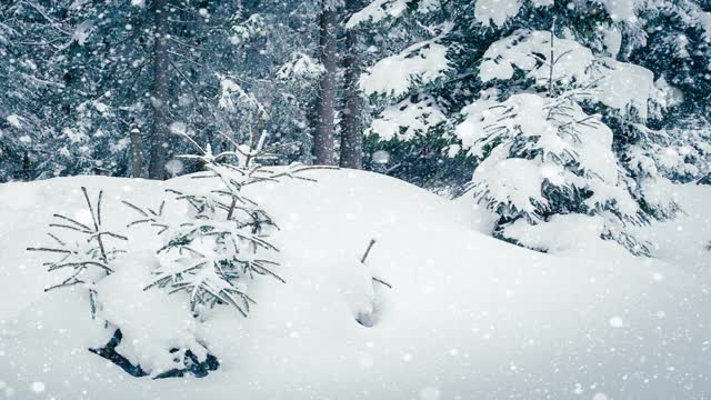 树枝上美丽的蓬松的雪。雪花从云杉树枝上美丽地飘落下来。冬天的童话，树在雪中囚禁。冬天下雪的录像视频素材