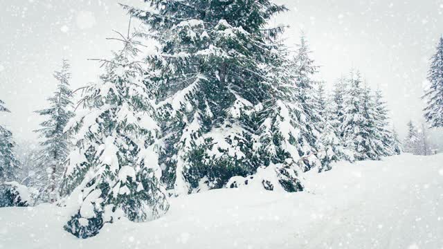 树枝上美丽的蓬松的雪。雪花从云杉树枝上美丽地飘落下来。冬天的童话，树在雪中囚禁。冬天下雪的录像视频素材