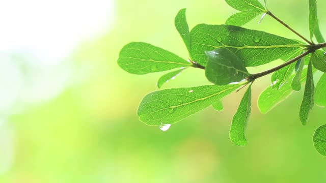 4K近距离雨在树上。近距离下雨的树叶在白天的时间。小雨洒在小树上。相机移动多莉视频素材