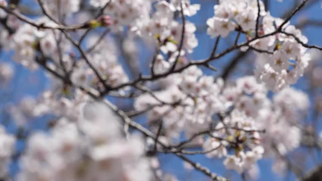 樱花视频素材