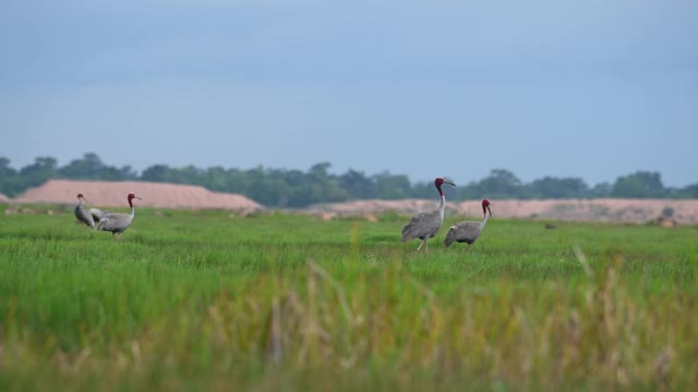 Sarus Crane, Antigone, Antigone;三个在左边，两个向右边移动，一个在中间。视频素材