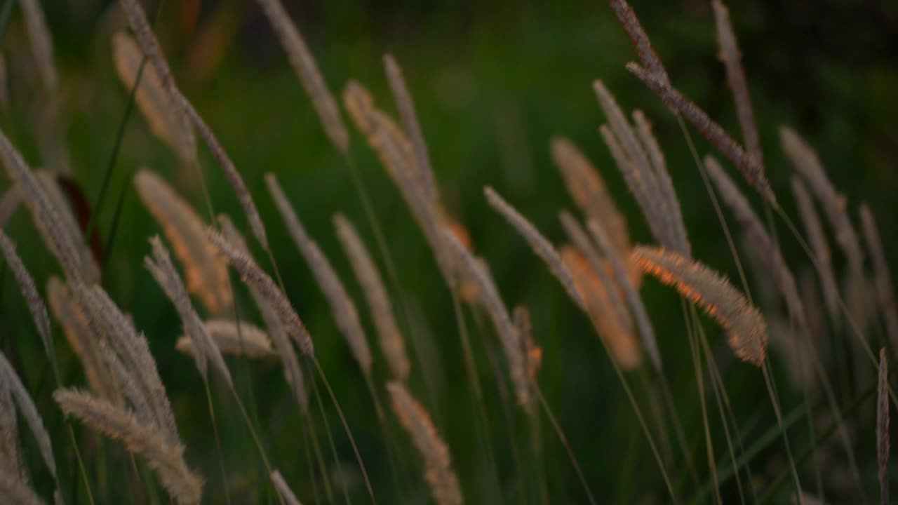 草花在阳光下的背景视频素材