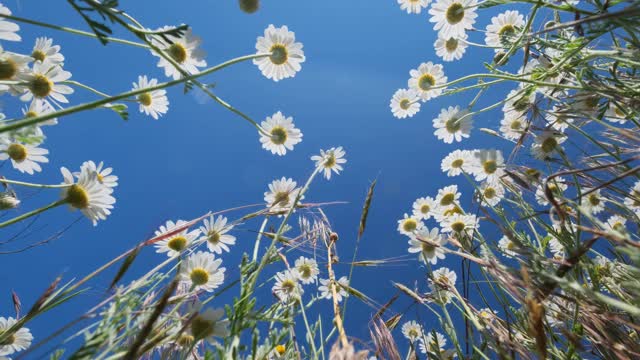 蓝天下的野洋甘菊视频素材