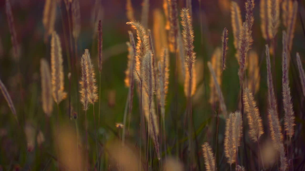 草花在阳光下的背景视频素材