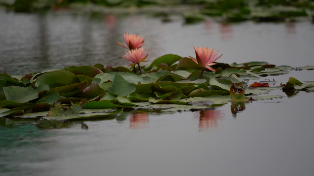 莲花的概念。雨后池塘里粉红色的睡莲花和叶子上的水滴和镜头光晕。早晨睡莲美丽的叶瓣，荷叶属水生植物艳丽的花朵。视频素材