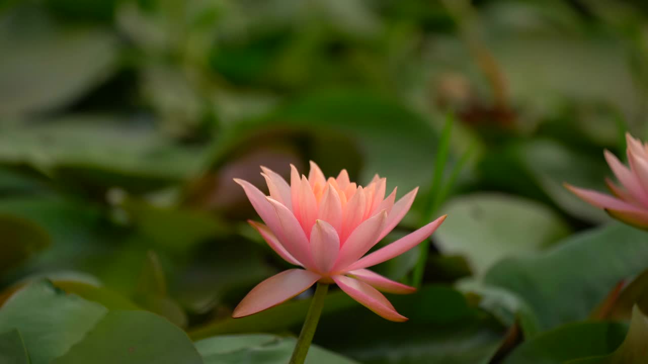 莲花的概念。雨后池塘里粉红色的睡莲花和叶子上的水滴和镜头光晕。早晨睡莲美丽的叶瓣，荷叶属水生植物艳丽的花朵。视频素材