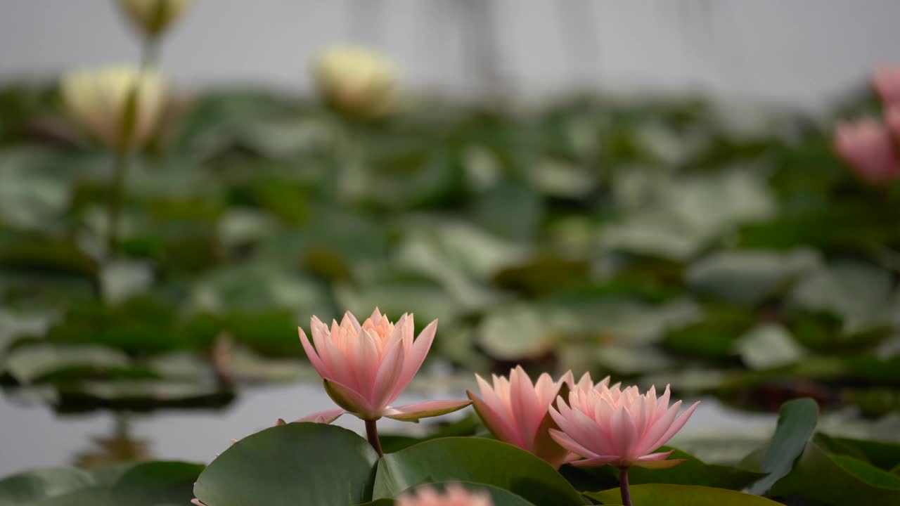 莲花的概念。雨后池塘里粉红色的睡莲花和叶子上的水滴和镜头光晕。早晨睡莲美丽的叶瓣，荷叶属水生植物艳丽的花朵。视频素材