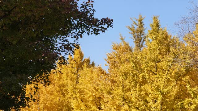 秋日银杏叶明黄，蓝天为背景，4k全景镜头，实时b卷拍摄。视频素材