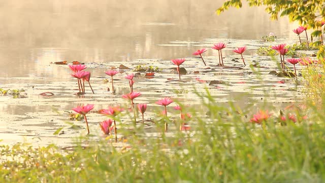 日出时分的池塘景色视频素材