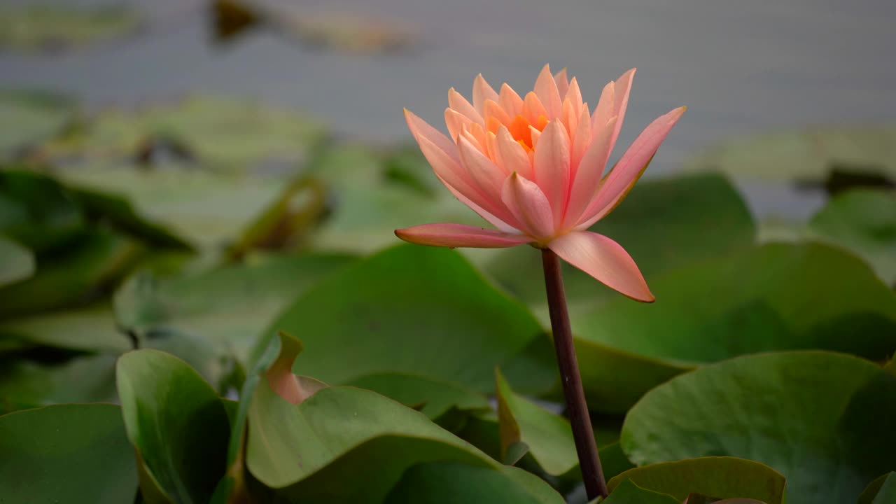 莲花的概念。雨后池塘里粉红色的睡莲花和叶子上的水滴和镜头光晕。早晨睡莲美丽的叶瓣，荷叶属水生植物艳丽的花朵。视频素材