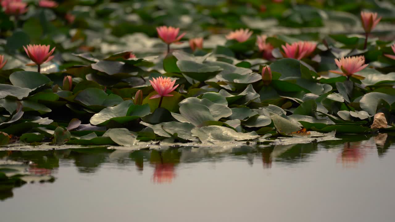 莲花的概念。雨后池塘里粉红色的睡莲花和叶子上的水滴和镜头光晕。早晨睡莲美丽的叶瓣，荷叶属水生植物艳丽的花朵。视频素材