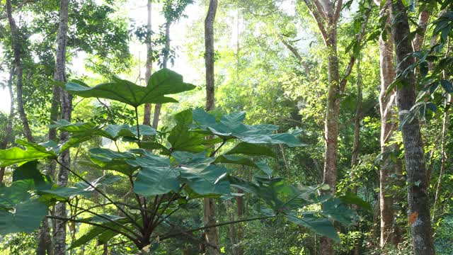 在阳光普照的森林里仰望树木视频素材