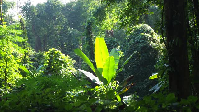 阳光下的热带雨林中的芭蕉叶视频素材