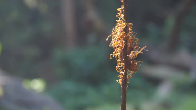 红蚂蚁群视频素材