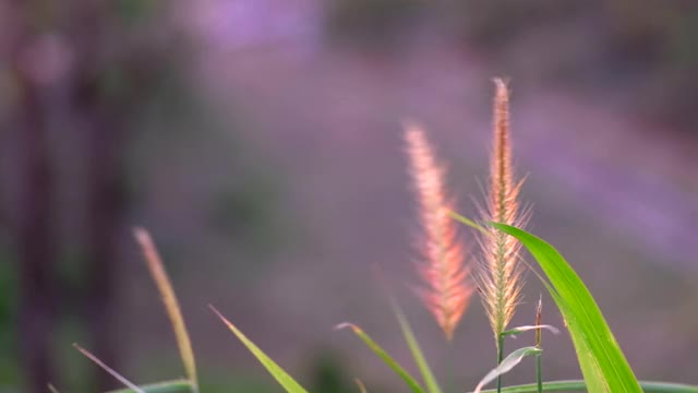 天然草地上的草慢慢摇摆着，随风吹着夕阳。美丽的绿色摇曳的草地，是轻松浪漫的4k视频素材