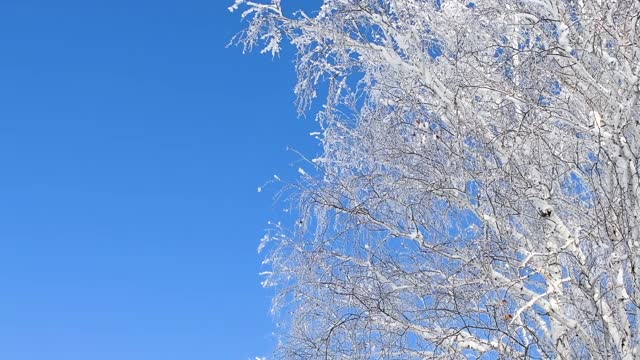 冬天森林里白雪覆盖的树木。缓慢的运动。视频素材