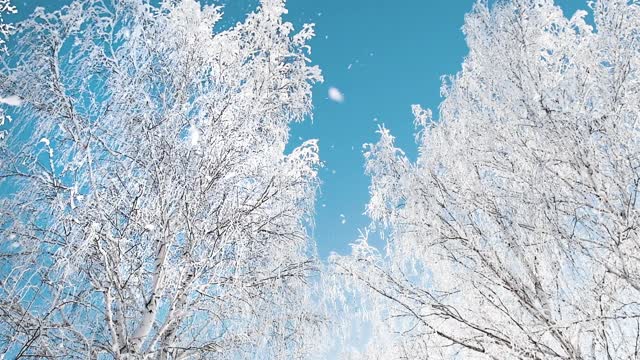 冬天森林里白雪覆盖的树木。缓慢的运动。视频素材