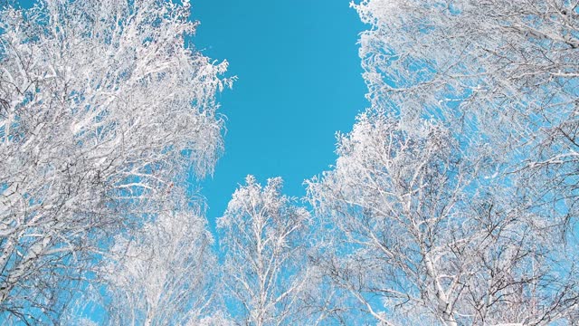 冬天森林里白雪覆盖的树木映衬着蓝天。视频素材