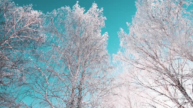 冬天森林里白雪覆盖的树木映衬着蓝天。视频素材