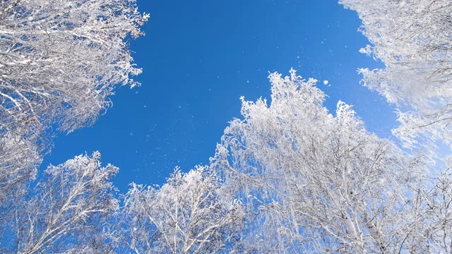 冬天森林里白雪覆盖的树木映衬着蓝天。视频素材