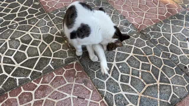 下雨天，一只流浪猫在公寓里游荡。视频素材