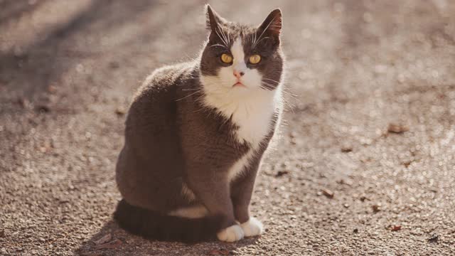 甜蜜的灰色的猫视频素材