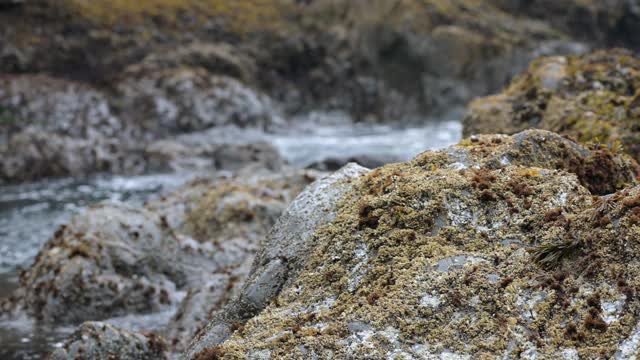 近距离视频的落基海岸与藻类由太平洋视频素材