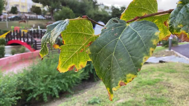 从腐烂的绿叶细节。视频素材