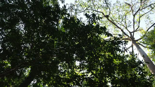 在阳光普照的森林里仰望树木视频素材