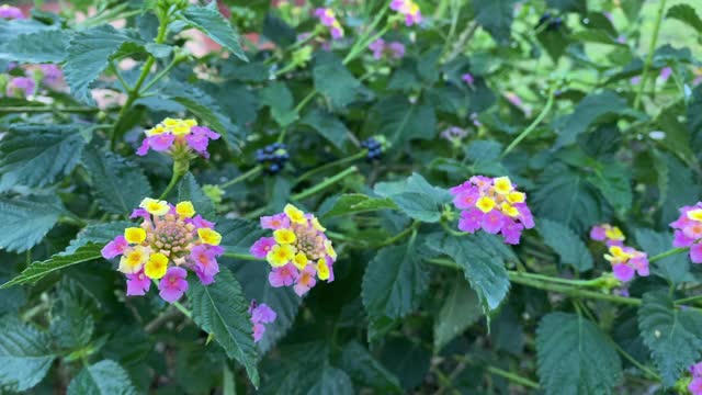 粉黄色花和绿色叶的细节。视频素材