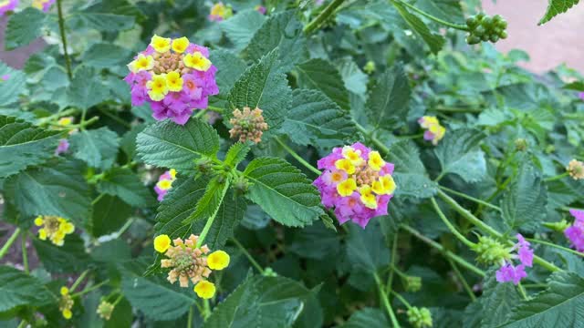 粉黄色花和绿色叶的细节。视频素材