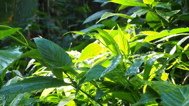 雨落在草叶上，带着阳光视频素材